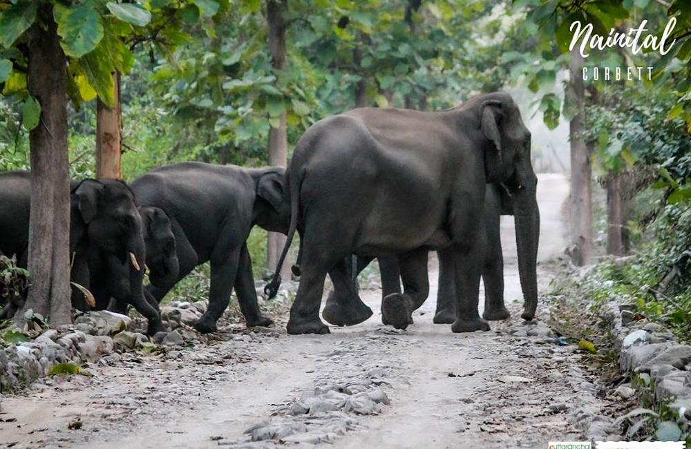 Nearest Airport To Jim Corbett National Park www.euttaranchal.com