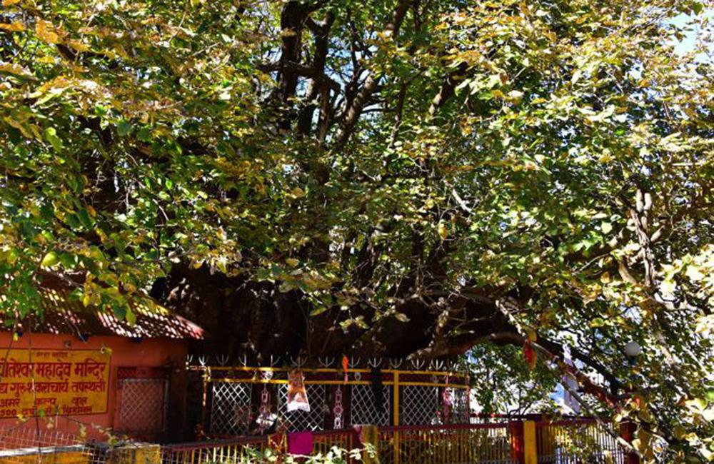 Kalpavriksha Joshimath - Divine Tree Kalpavriksha in Tapovan Uttarakhand