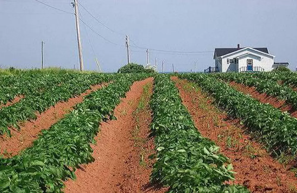 Aloo Khet in Dhanaulti. Pic: 