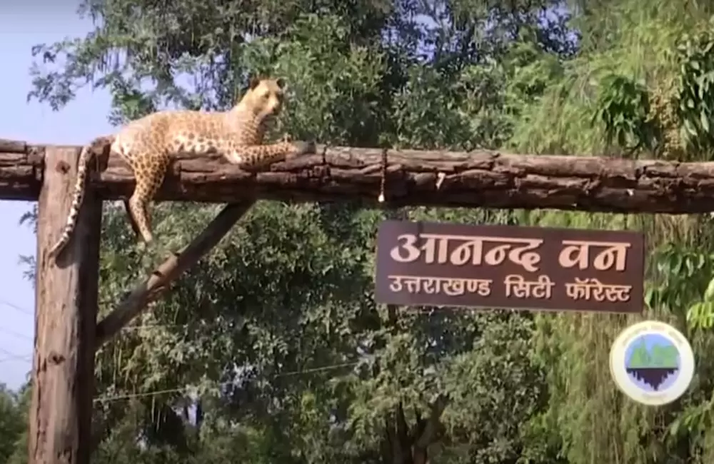 Tiger at the entrance of Anand Van. Pic: 