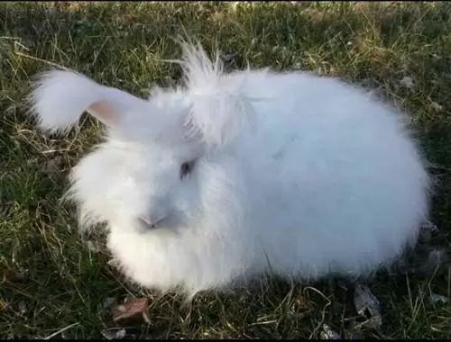 Angora, a specie of rabbit. . Pic: Kamal Thakur /Indiamart