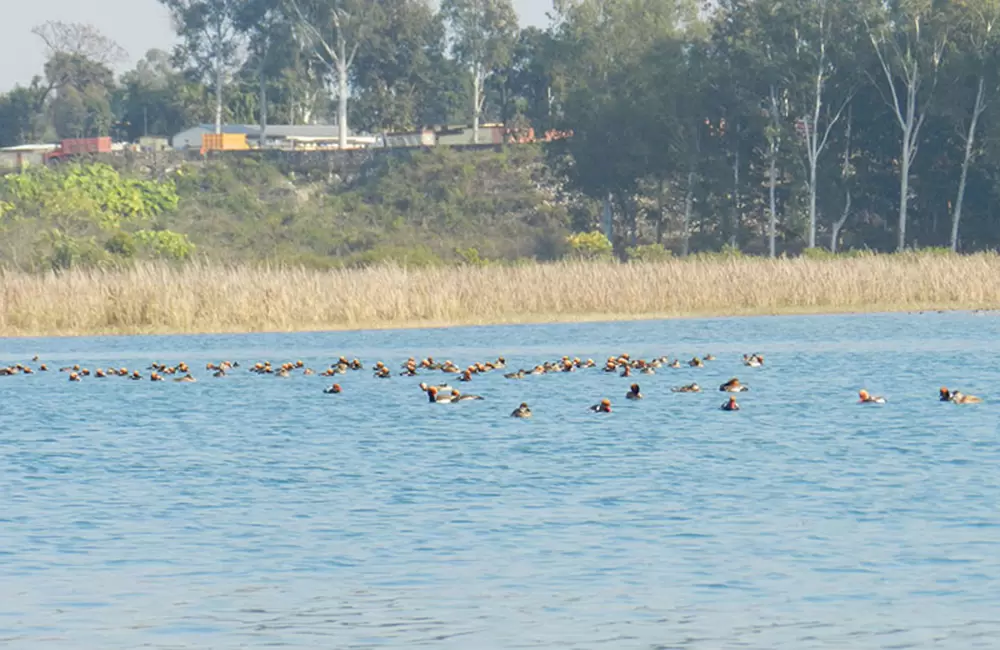 Ducks enjoying the environment at at Assan Barrage Bird Sanctuary. Pic: eUttaranchal.com