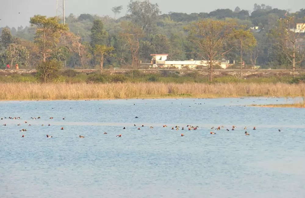 Birds in Assan Barrage Bird Sanctuary, Dehradun. Pic: eUttaranchal.com