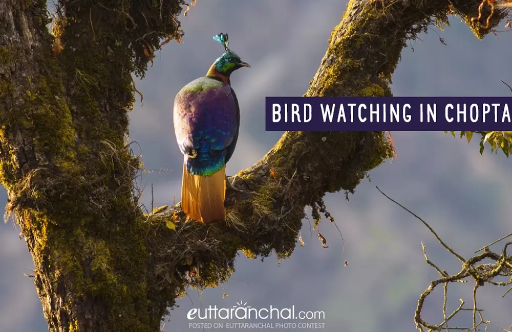 Bird Watching in Chopta