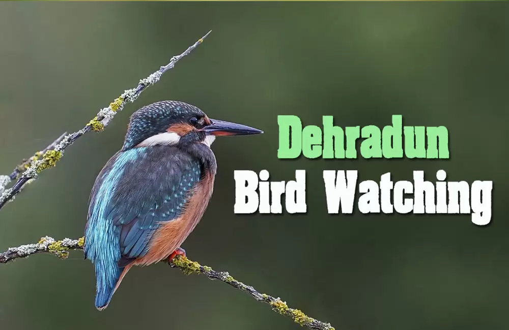 Bird Watching in Dehradun