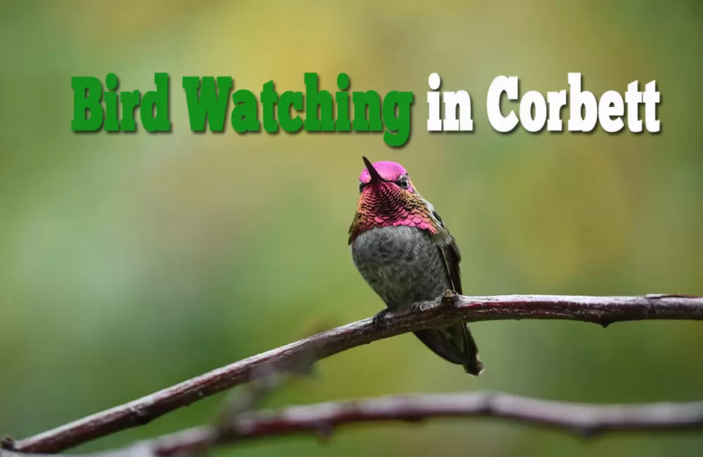 Bird Watching in Corbett