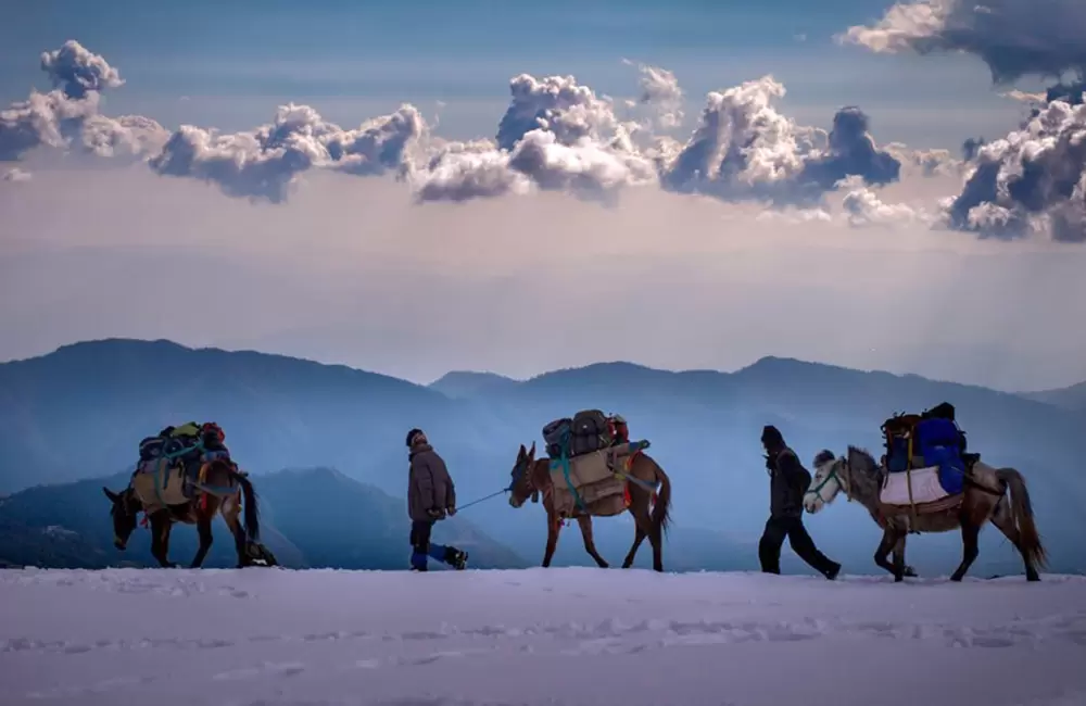 Horses carrying tents and food supplies for Brahmatal Trek. Pic: Deepak Baffila