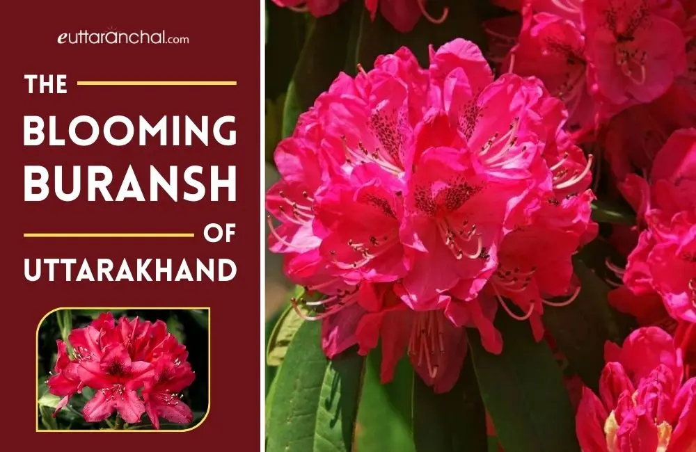 The Blooming Buransh of Uttarakhand
