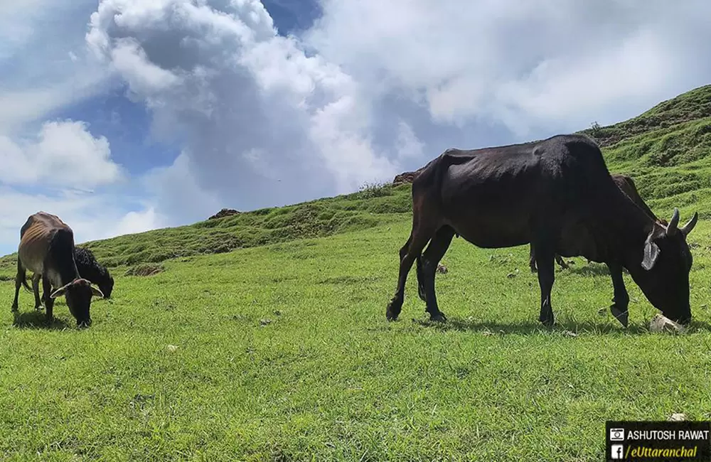 Cattle grazing in the meadows. Pic: Ashutosh Rawat