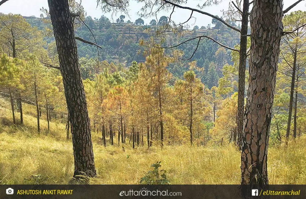 forests around charek kotdwara. Pic: Ashutosh Ankit Rawat/facebook