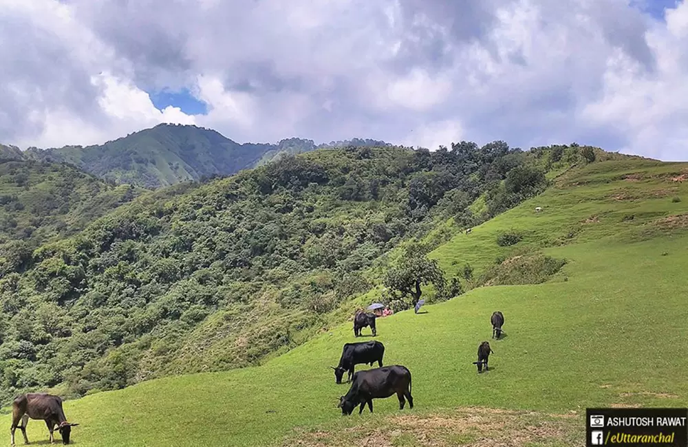 Meadow in Charekh Danda. Pic: Ashutosh Rawat