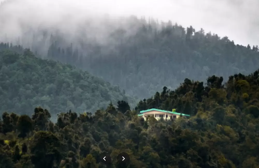 Lush Green forest around Chirbatiya. Pic: Rohit Uniyal