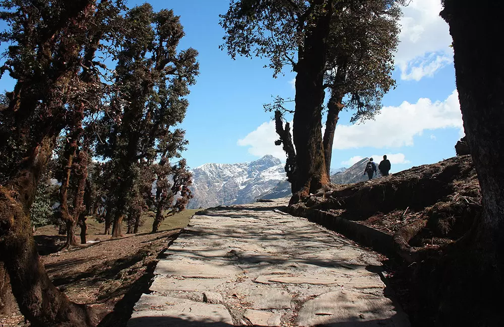 Tranquility at Chopta. Pic: Bhawana Sayana 