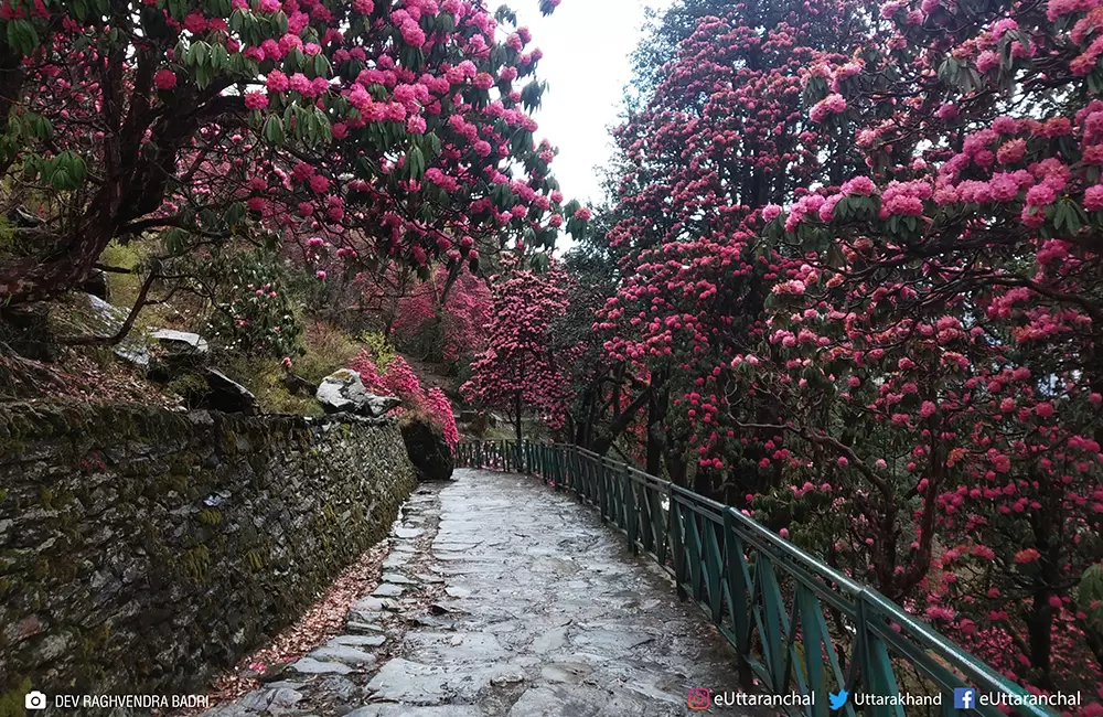 Burans Flowers or Rhododendron on the both side of Chopta - Tungnath Trek.. Pic: Dev Raghvendra Badri