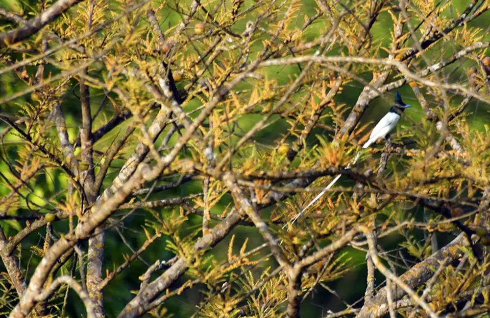 The beautiful Paradise Flycatcher at Jim Corbett National Park.. Pic: Premsoneji 