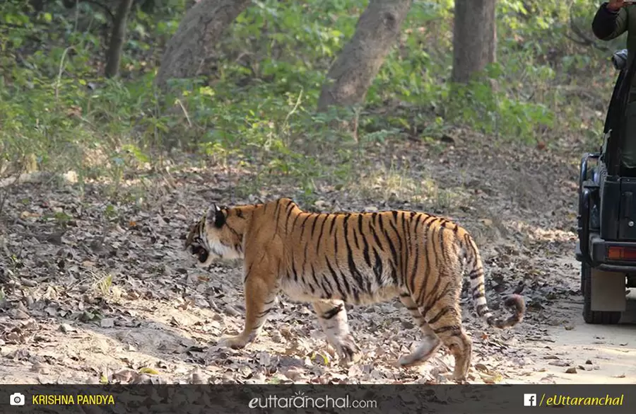 Corbett Tiger Reserve. Pic: Krishna Pandya