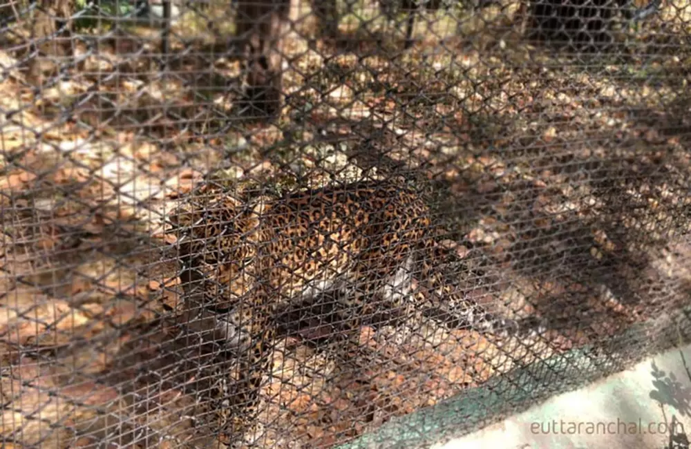 Leopard at Dehradun Zoo. Pic: eUttaranchal