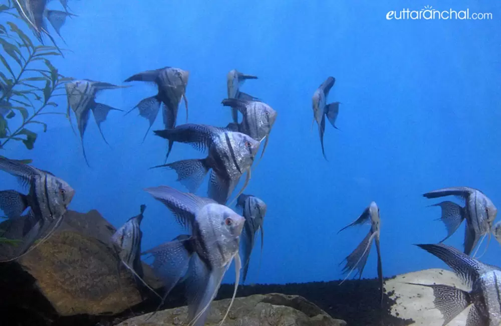 Aquarium at Dehradun Zoo. Pic: eUttaranchal