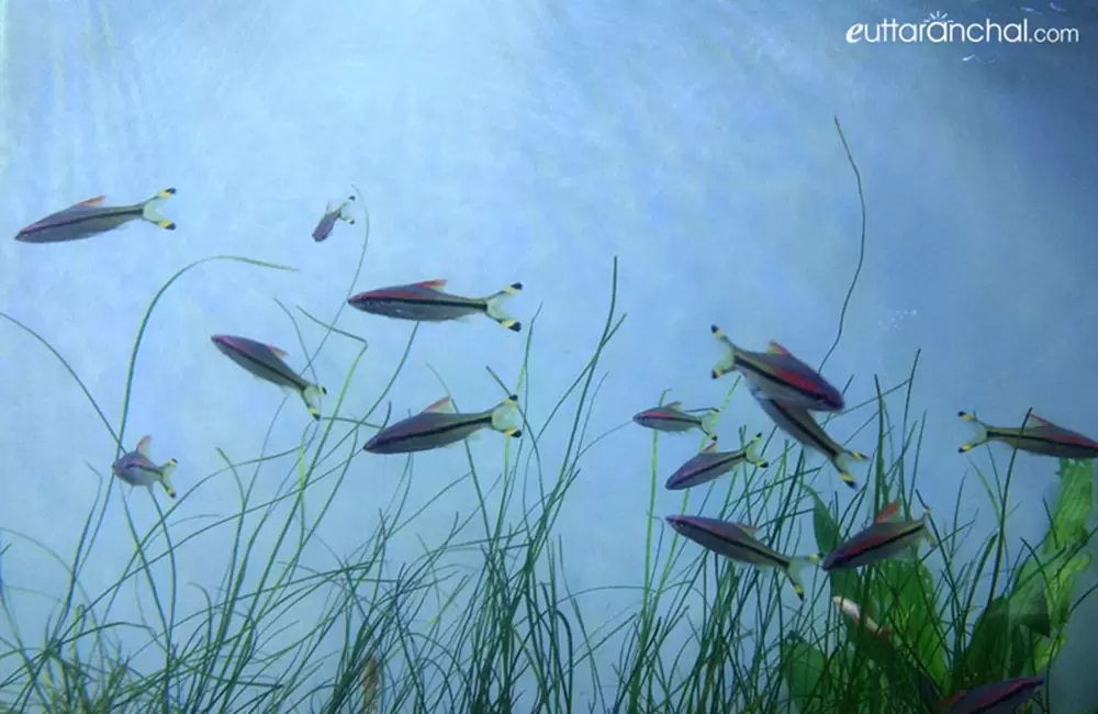 Fishes in Dehradun Zoo Aquarium. Pic: eUttaranchal