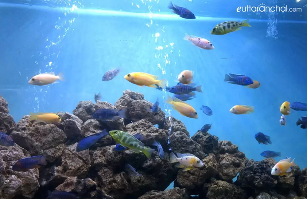 Sea Fishes in Aquatic World. Pic: eUttaranchal