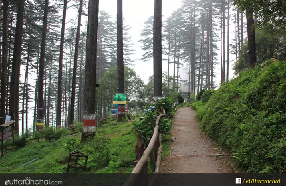 Pathway at Dhanaulti Eco Park. Pic: eUttaranchal