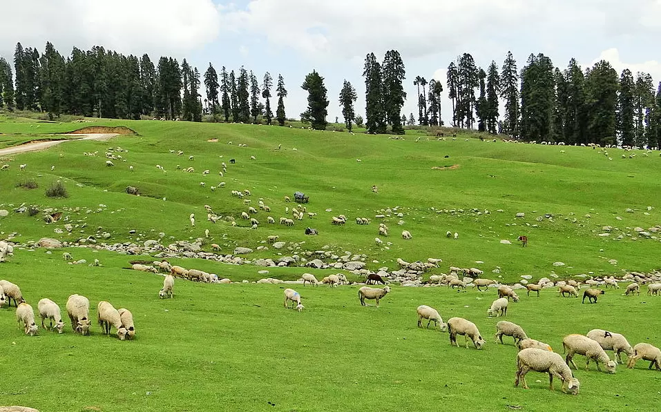 Sheep Grazing in Meadows of Doodhpathri. Pic: Wikipedia: Ankur P