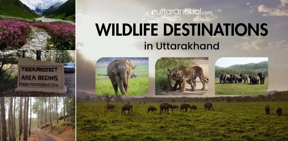 Wildlife Destinations in Uttarakhand   