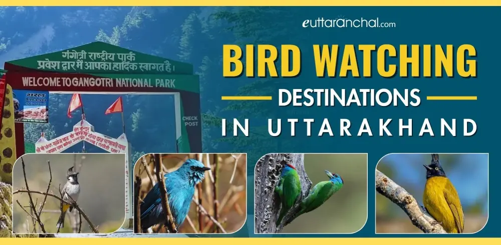 Bird Watching in Uttarakhand