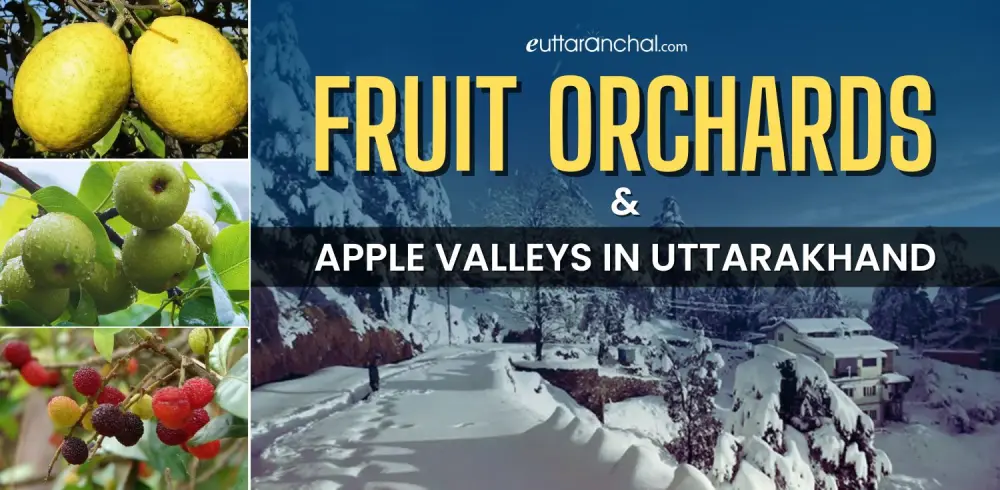 Fruit Orchards & Apple Valleys in Uttarakhand