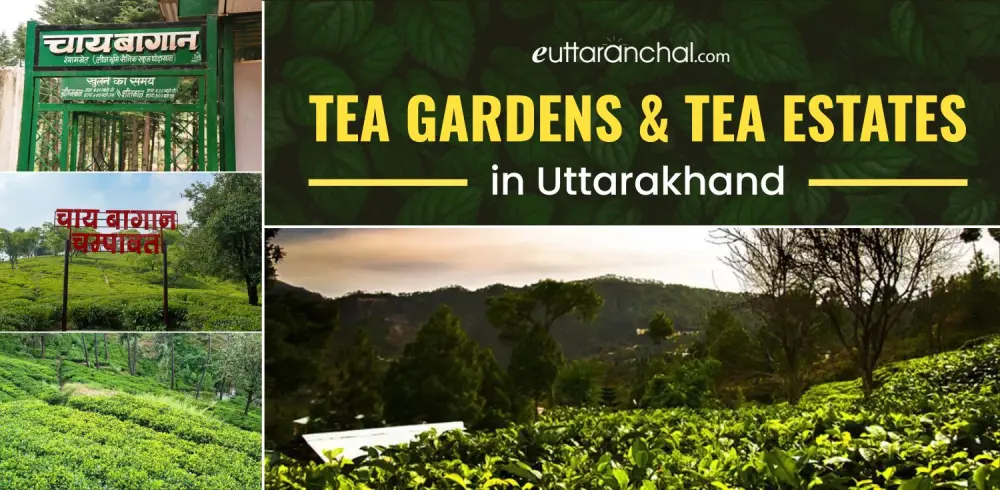 Tea Gardens and Tea Estates in Uttarakhand