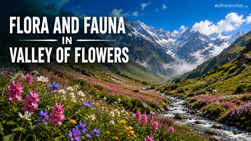 Flora and Fauna in Valley of Flowers Photos Flora and Fauna in Valley of Flowers