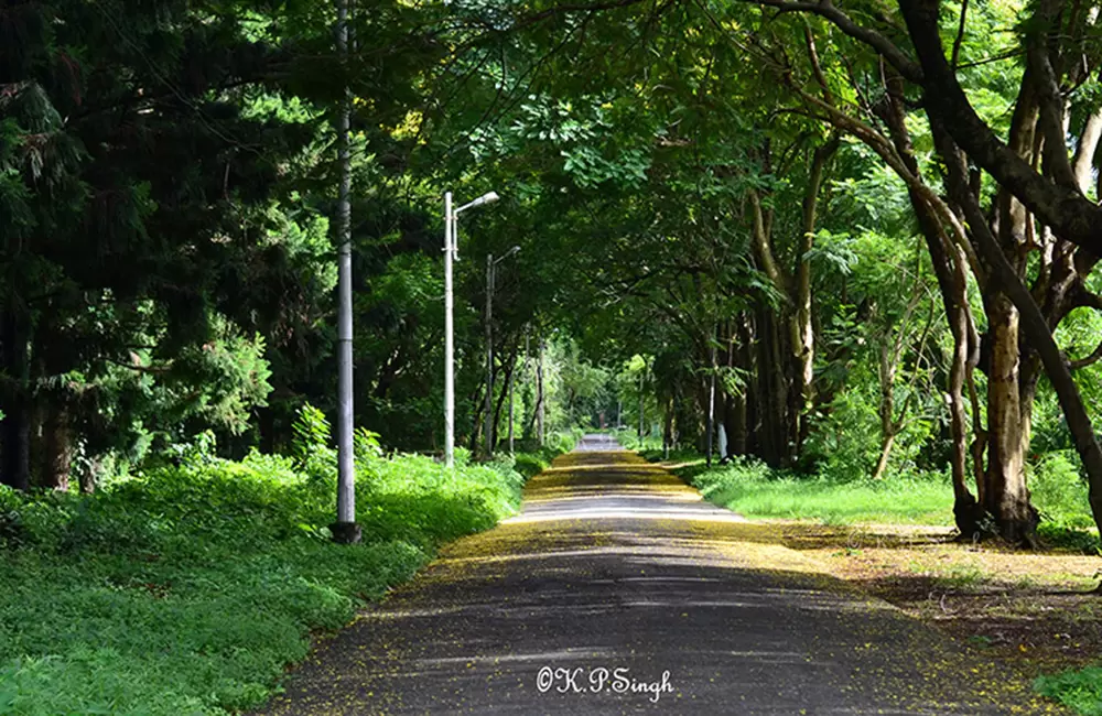 Beauftiful road at F.R.I Dehradun. Pic: Kanwal 