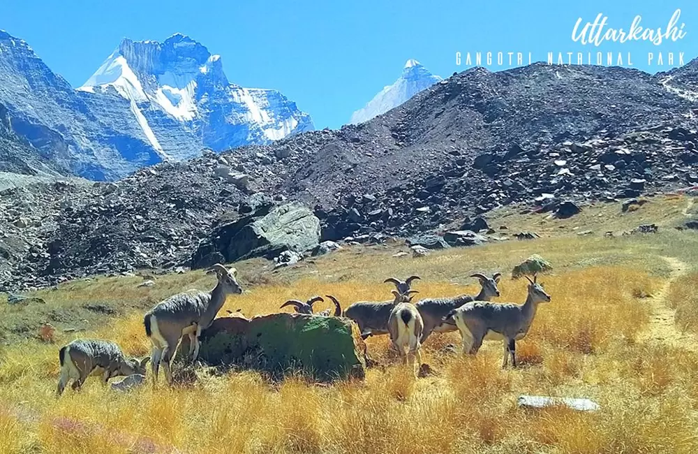 Himalayan Blue Sheep in Gangotri National Park. Pic: Shivanshu Kaletha