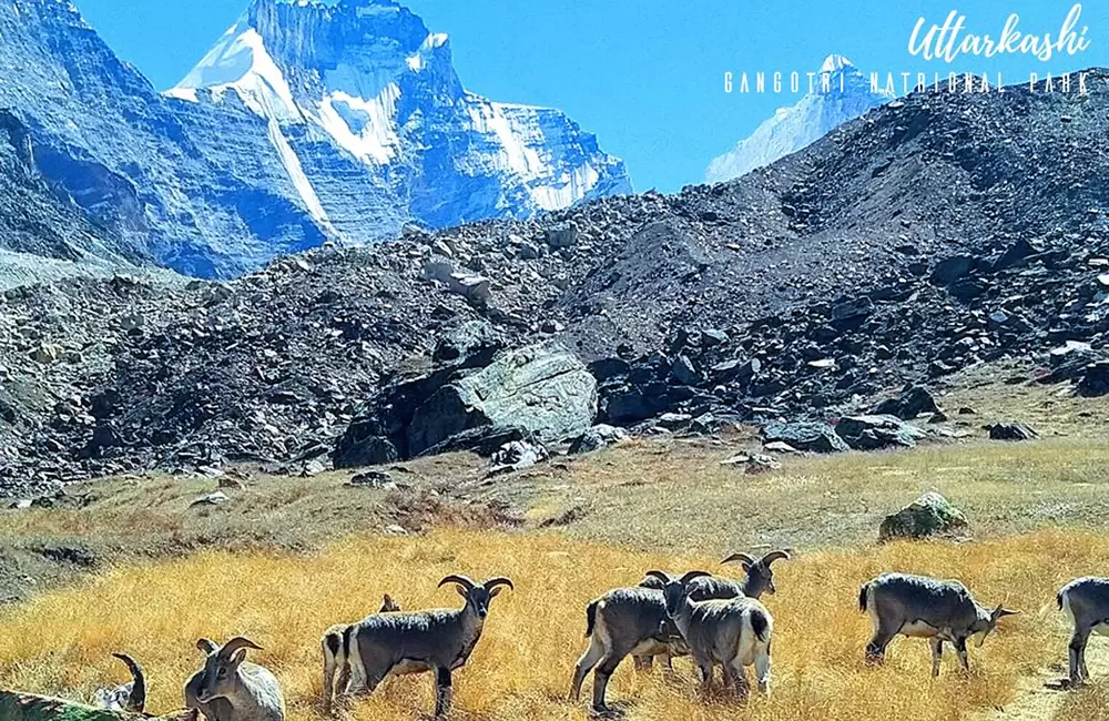 Bharal in Gangotri National Park. Pic: Shivanshu Kaletha