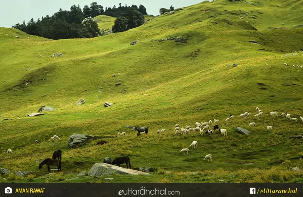 Gorson Bugyal in Summers (April to June). Pic: Aman Rawat