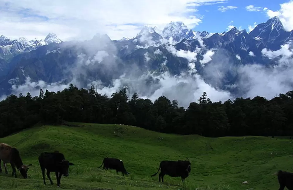 Green lush Gorson Bugyal near Auli. Pic: Induhari (wiki)