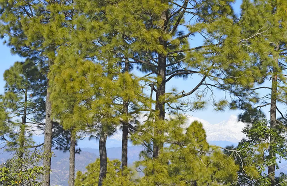 Himalayan Views from Kasar Devi Temple. Pic: 