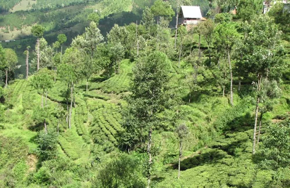 Tea Gardens near Kausani, Bageshwar. Pic: eUttaranchal.com