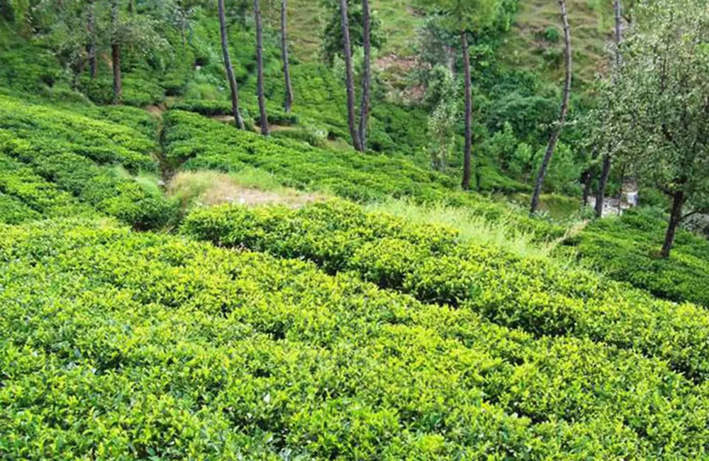 Tea Estate in Kausani. Pic: 