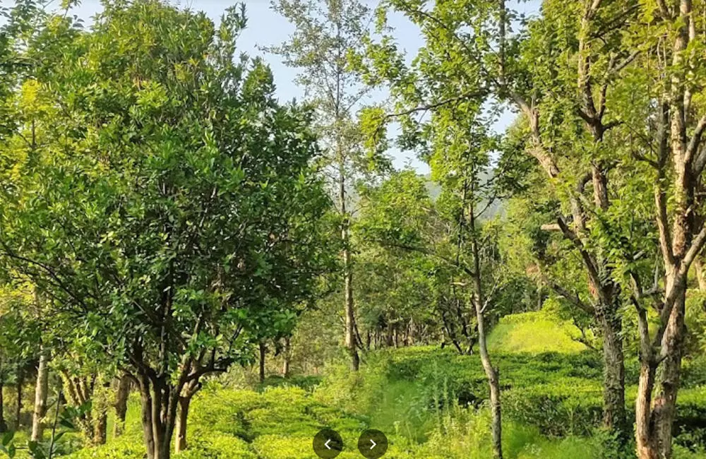 Kausani Tea Garden. Pic: 