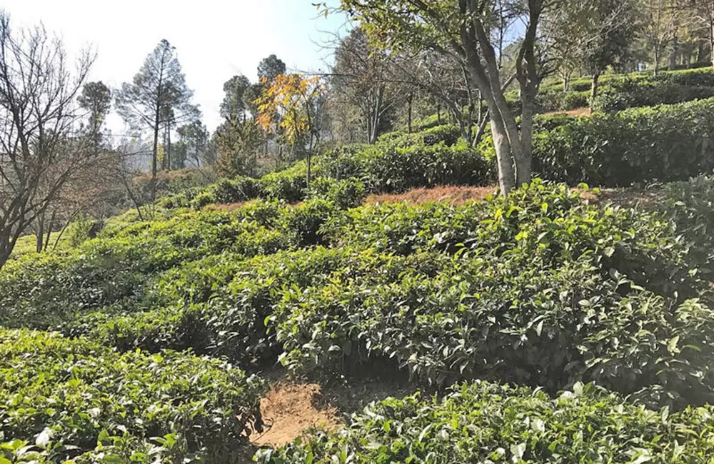 Kausani Tea Garden. Pic: 