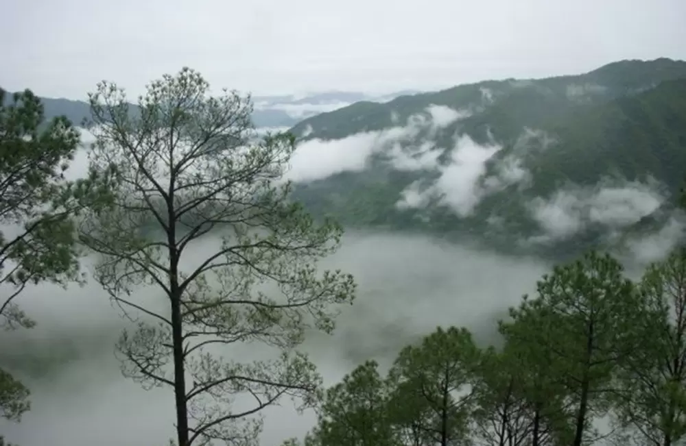 Majestic View of Pine trees and Clouds in Lansdowne. Pic: Blue Pine Resort