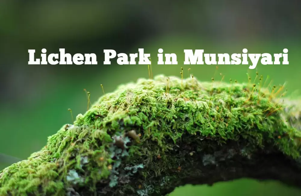 Lichen Park in Munsiyari Uttarakhand. Pic: Pixabay