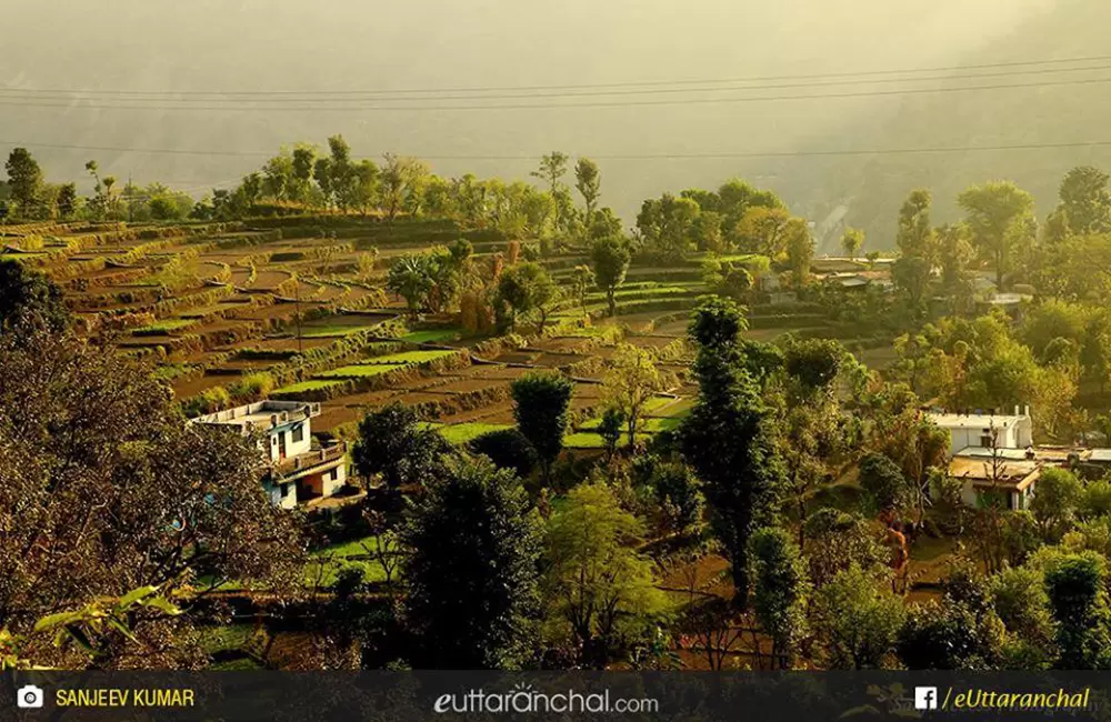 Terrace farming around  Maldevta Dehradun.. Pic: Sanjeev Kumar/ facebook