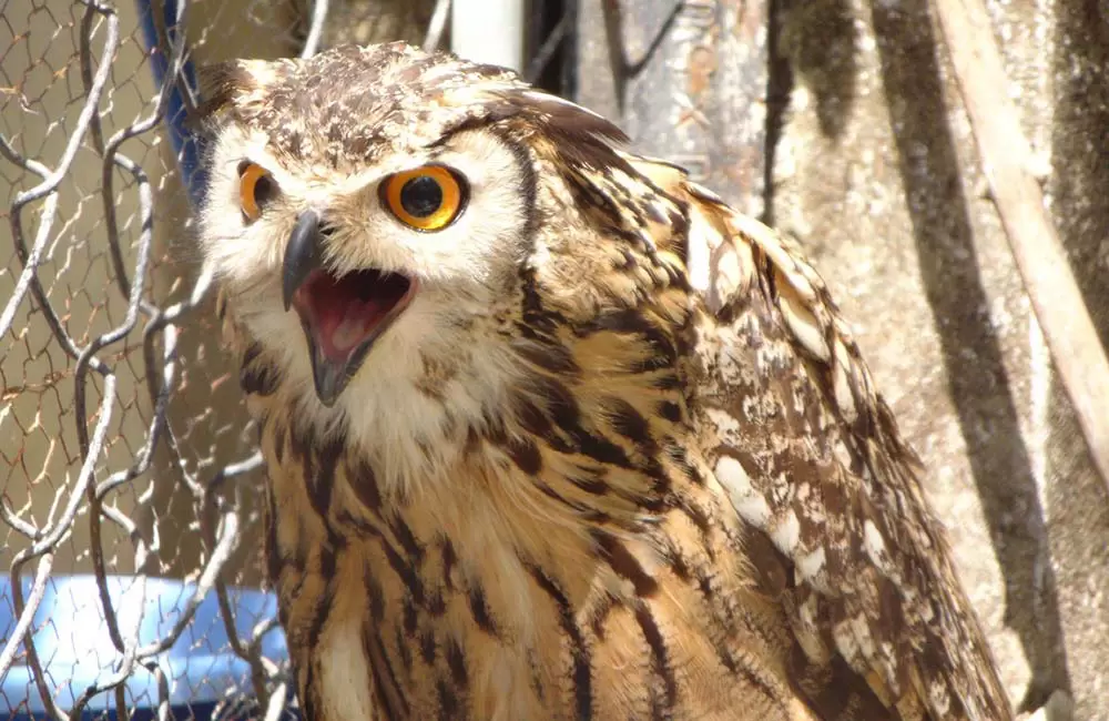 An angry owl at Deer park Dehradun.. Pic: Sanjuphotography2015 