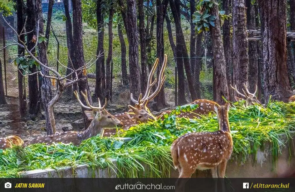 Malsi deer park, Dehradun.. Pic: Jatin Sawan (Facebook)