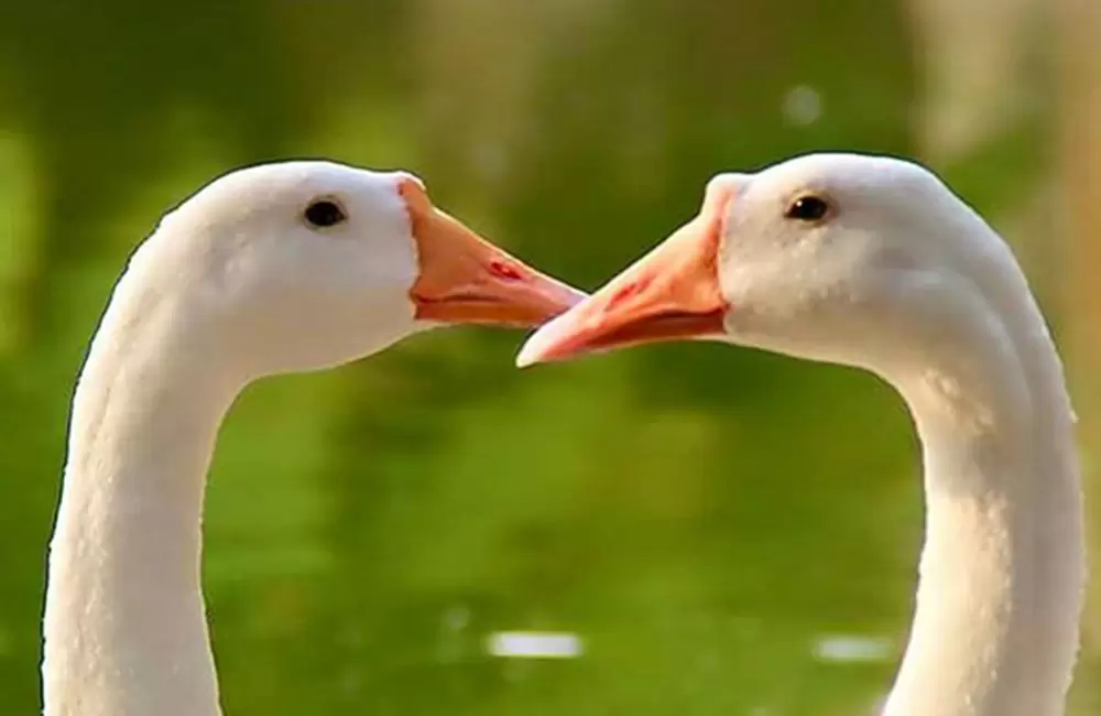 A couple of Swan at Deer park Dehradun.. Pic: Ritesh Arora 