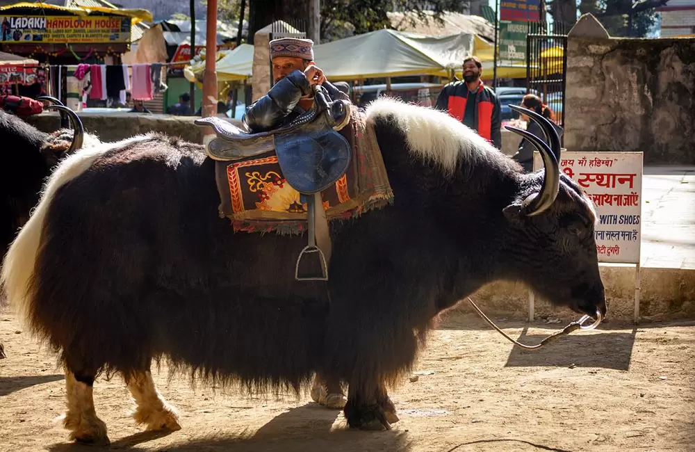 Yak ride in Manali. Pic: Pixabay: 1941793