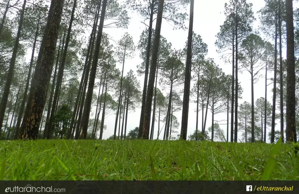 Pine Forest near Manila. Pic: eUttaranchal