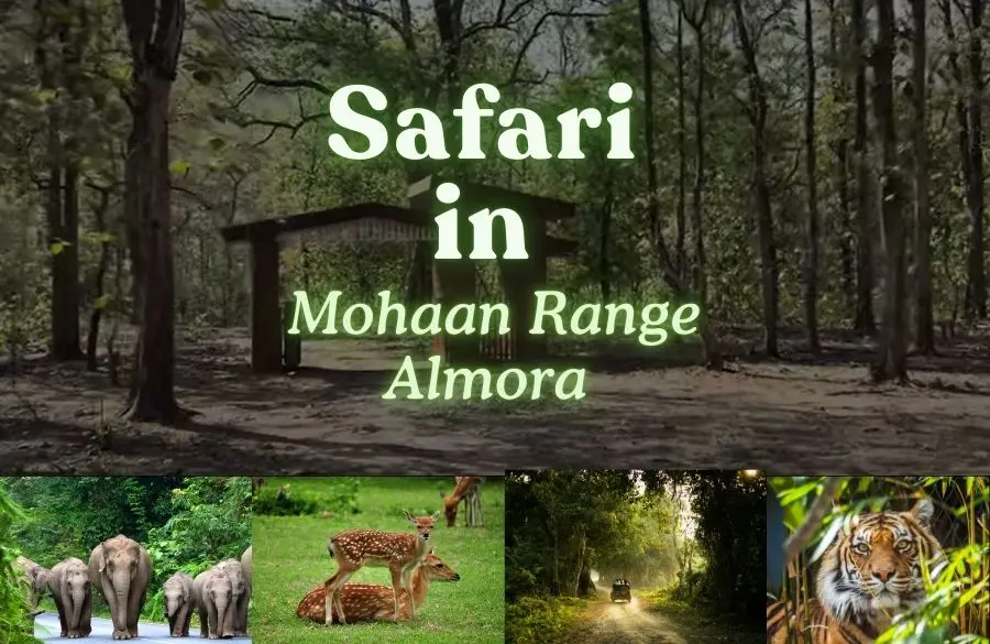 Mohaan Range Safari Almora. Pic: 